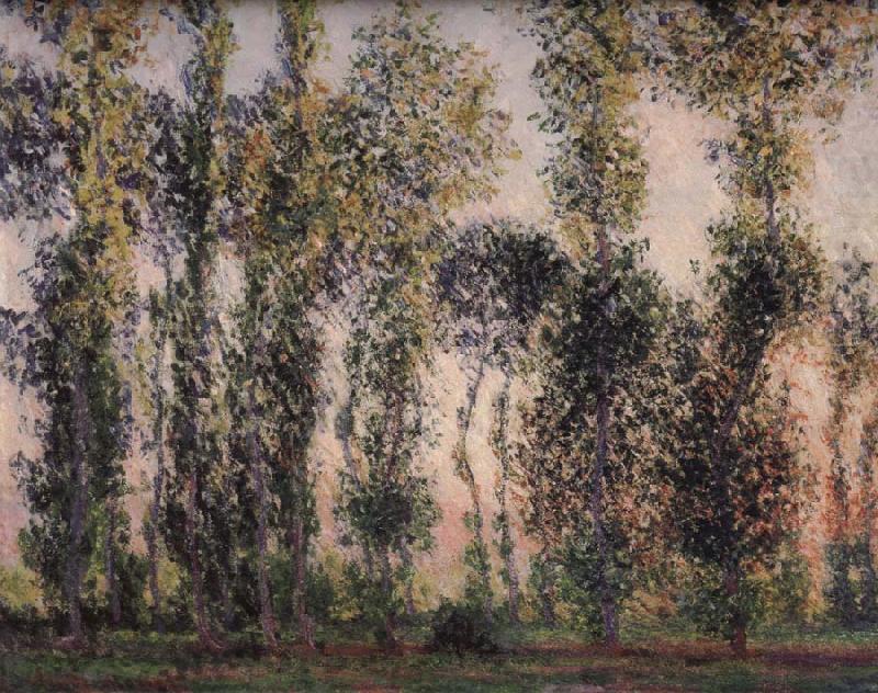 Claude Monet Poplars at Giverny china oil painting image